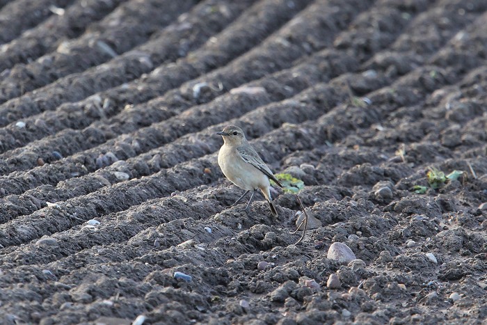 Isabelline Wheatear