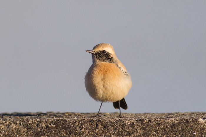 Desert Wheatear