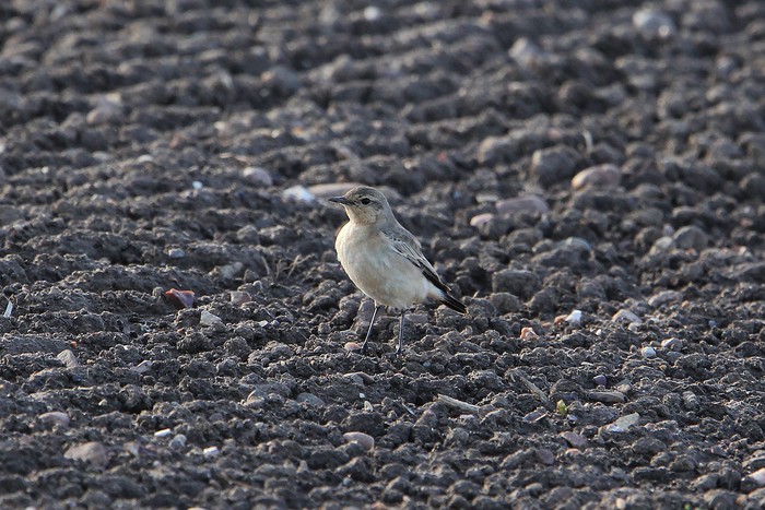 Isabelline Wheatear