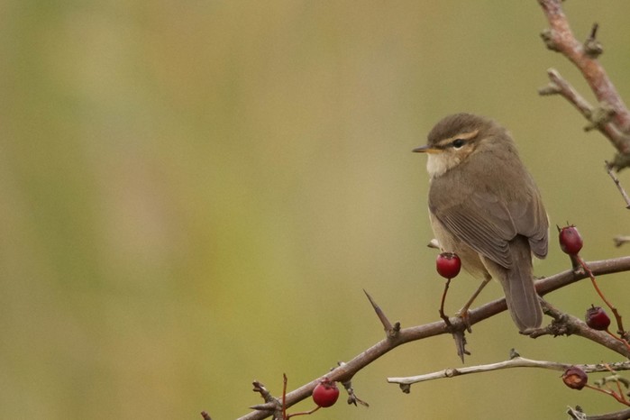 Dusky Warbler