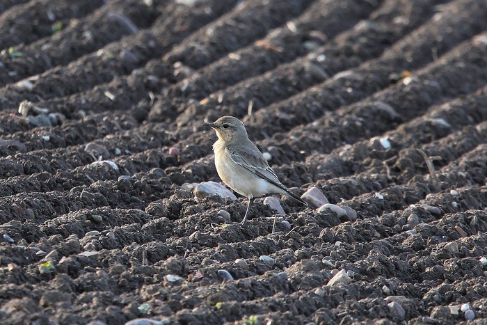 Isabelline Wheatear