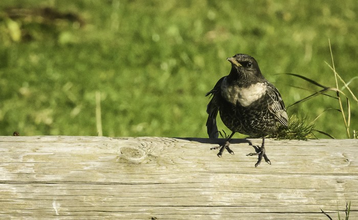 Ring Ouzel