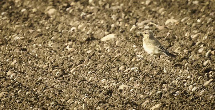 Isabelline Wheatear