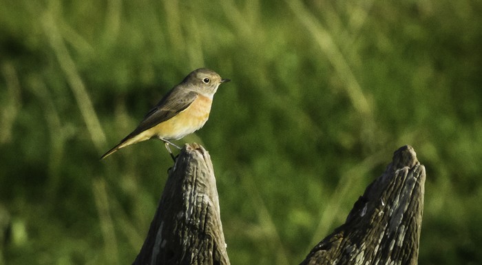 Redstart