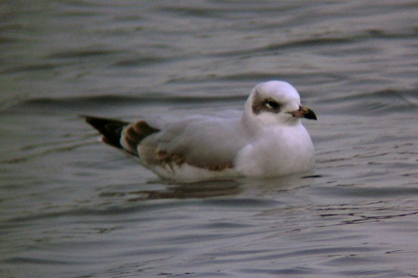Mediterranean Gull