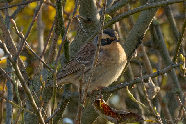 Siberian Accentor