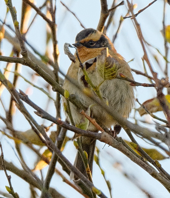 Siberian Accentor
