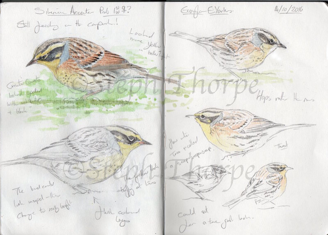 Siberian Accentor