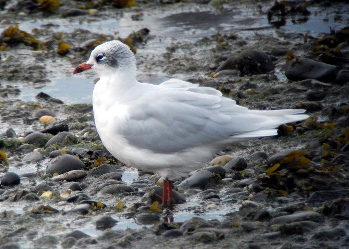 Mediterranean Gull