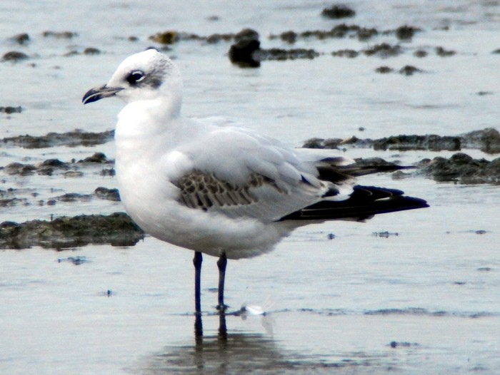 Mediterranean Gull