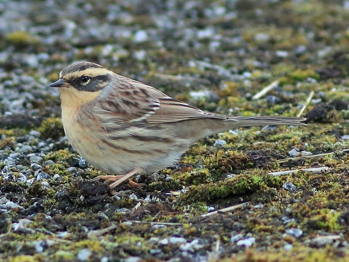 Siberian Accentor