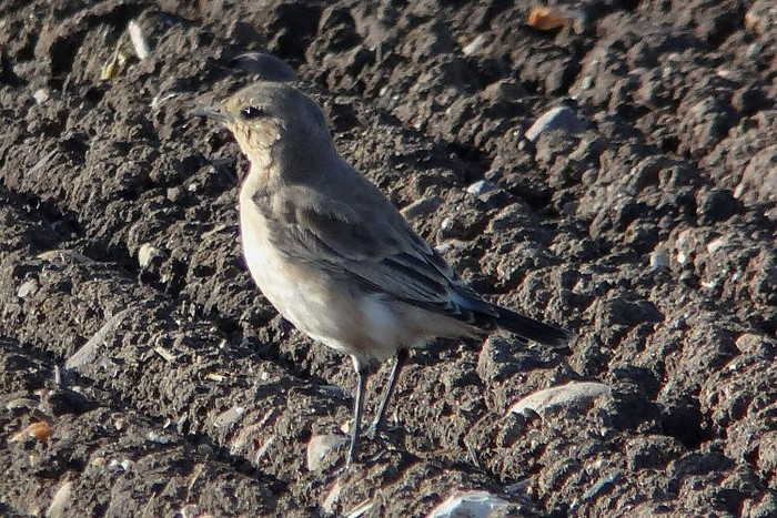 Isabelline Wheatear