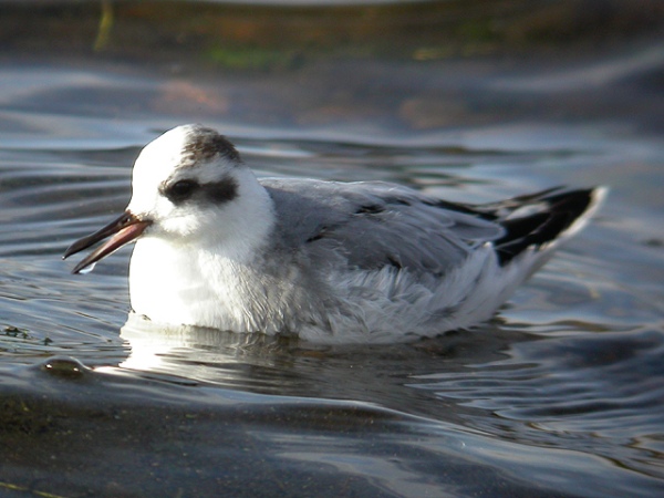 Grey Phalarope