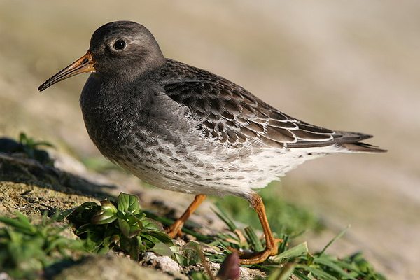Purple Sandpiper