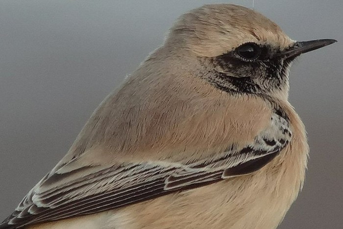 Desert Wheatear
