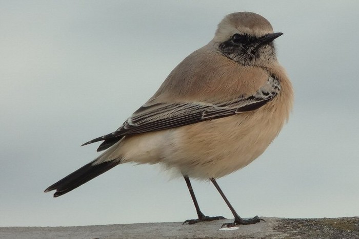 Desert Wheatear