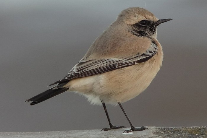 Desert Wheatear