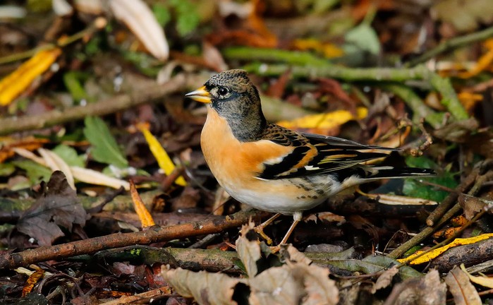 Brambling