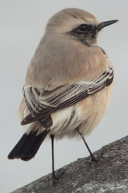 Desert Wheatear