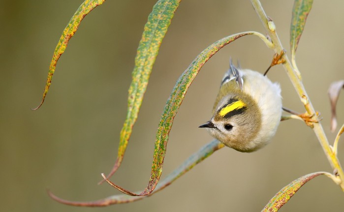 Goldcrest
