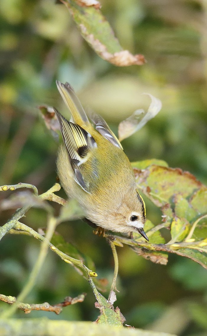 Goldcrest