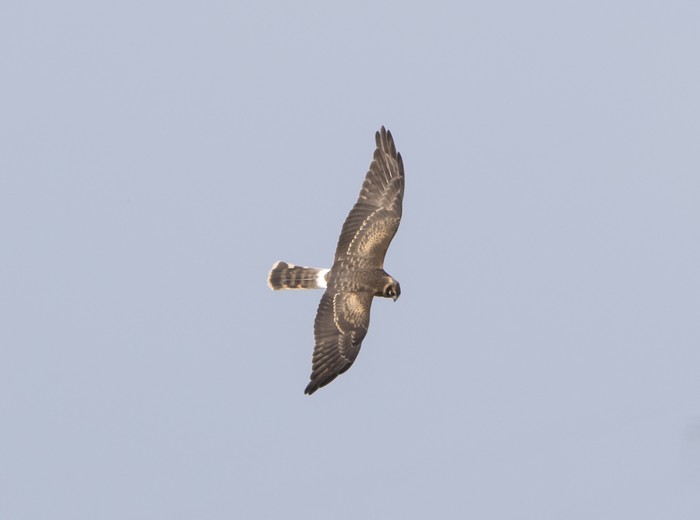 Pallid Harrier