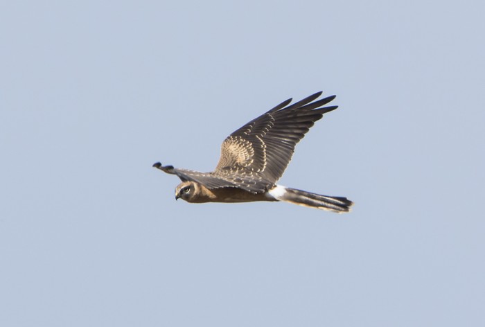 Pallid Harrier