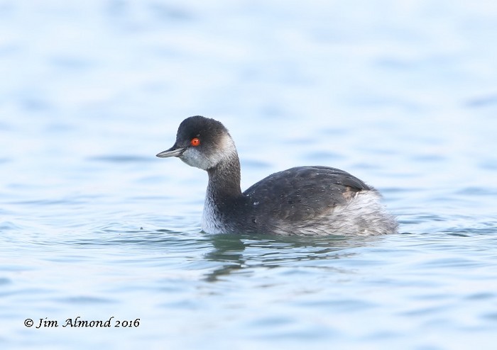 Black-necked Grebe