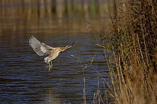 Bittern