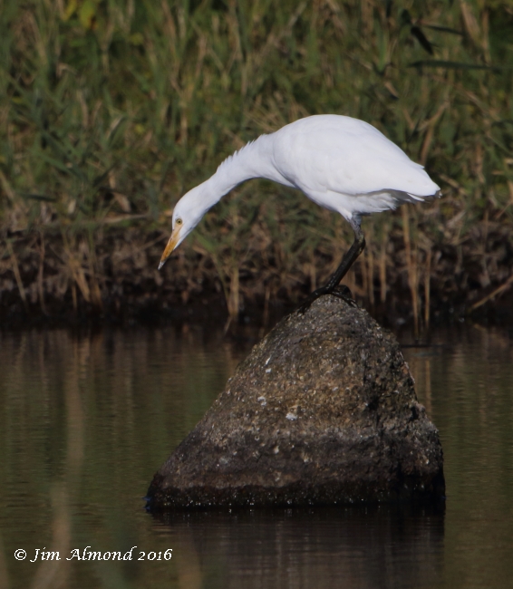 Cattle Egret