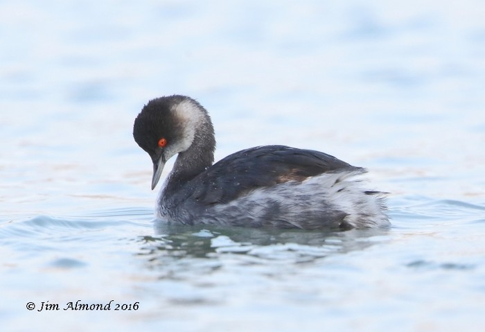 Black-necked Grebe