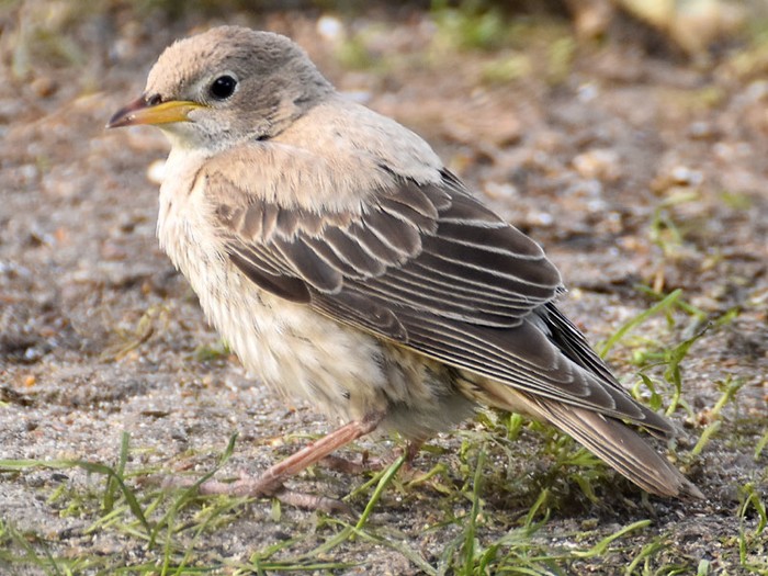 Rose-coloured Starling