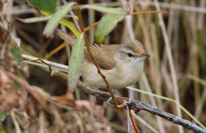 Paddyfield Warbler