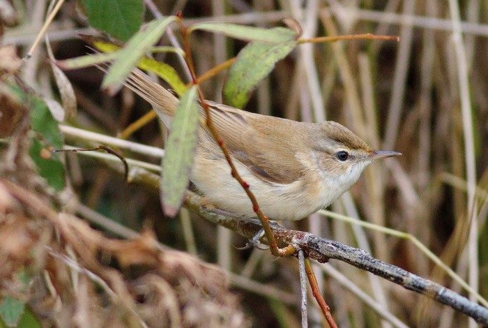 Paddyfield Warbler