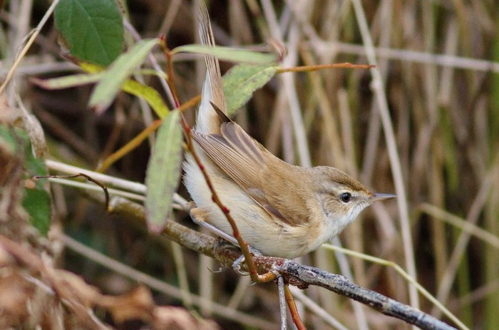 Paddyfield Warbler