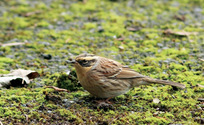 Siberian Accentor