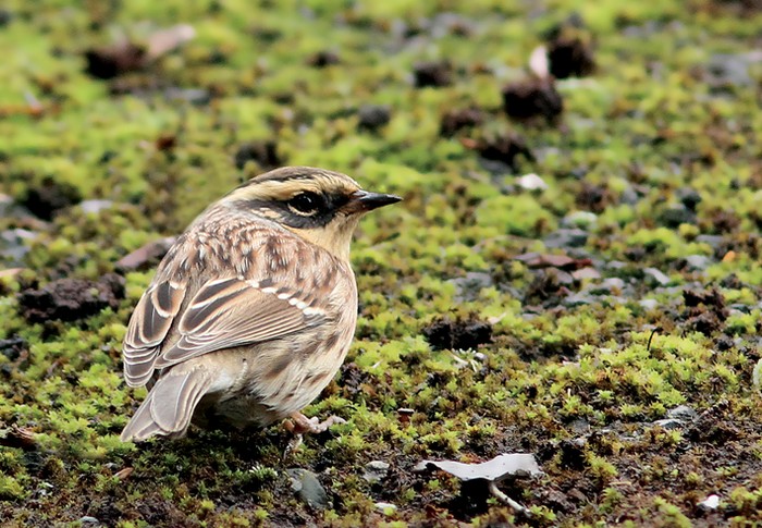 Siberian Accentor