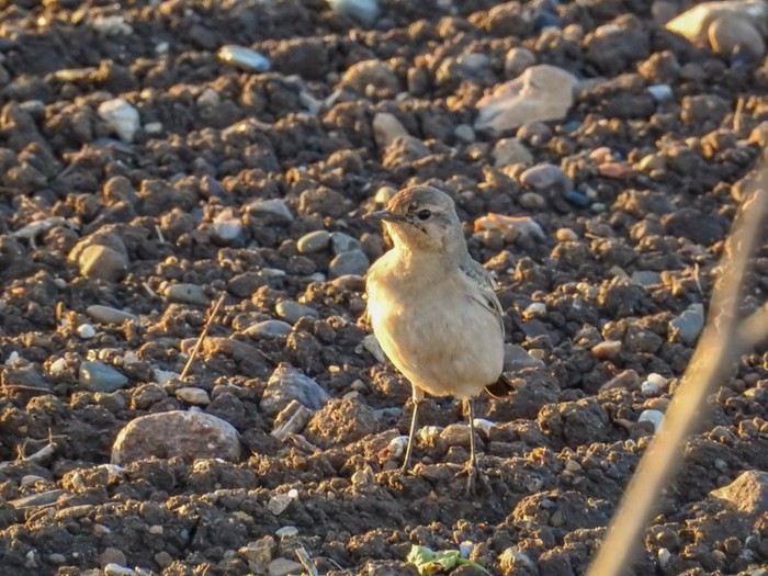 Isabelline Wheatear