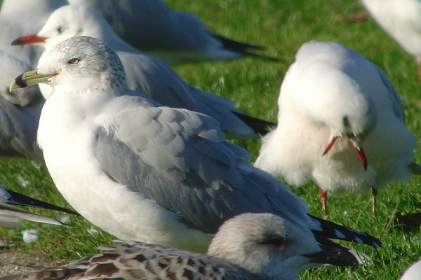 Ring-billed Gull