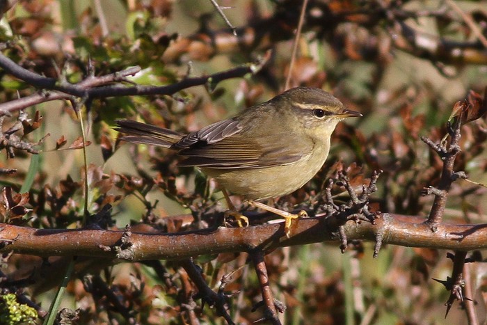 Radde's Warbler
