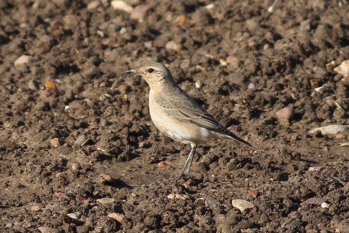 Isabelline Wheatear