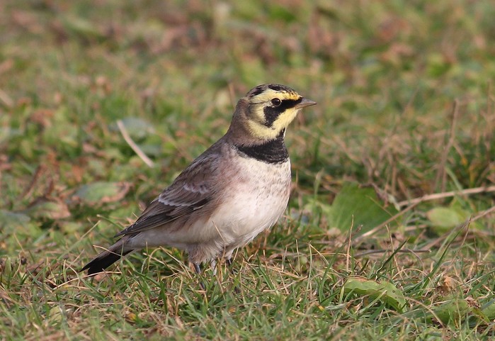 Shorelark