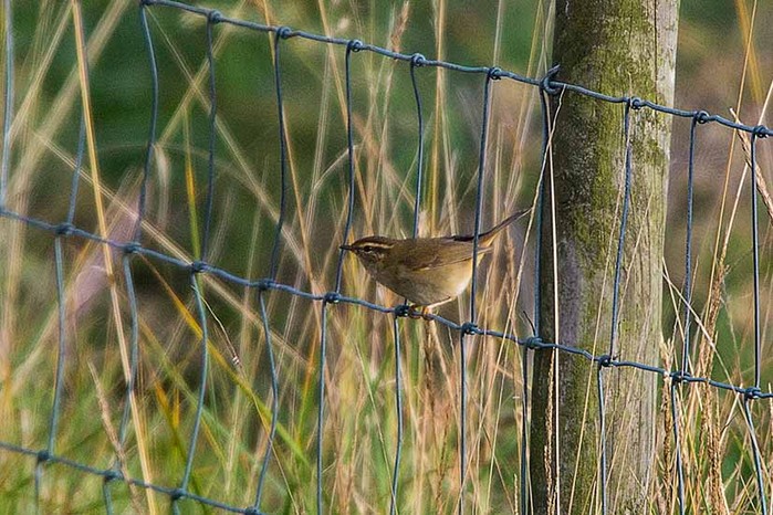 Radde's Warbler