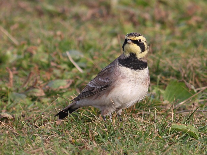 Shorelark