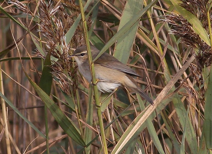 Dusky Warbler