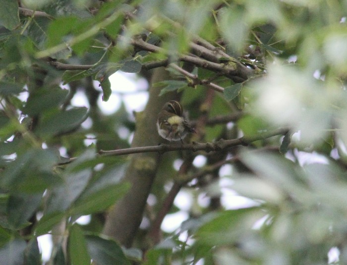 Pallas's Warbler