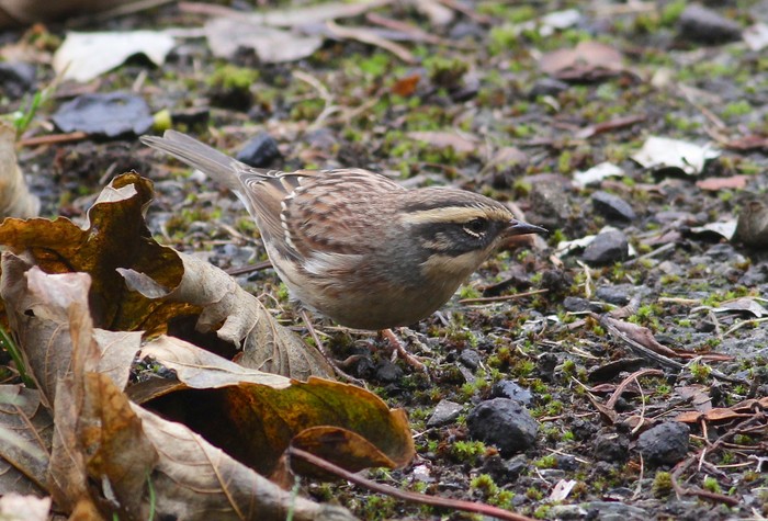 Siberian Accentor