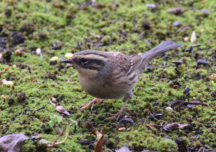 Siberian Accentor