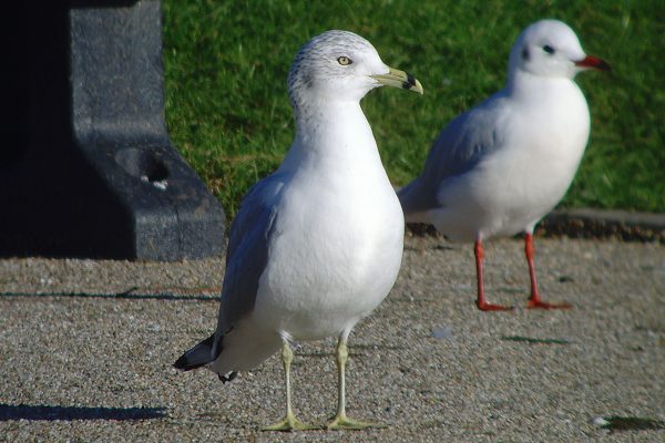 Ring-billed Gull