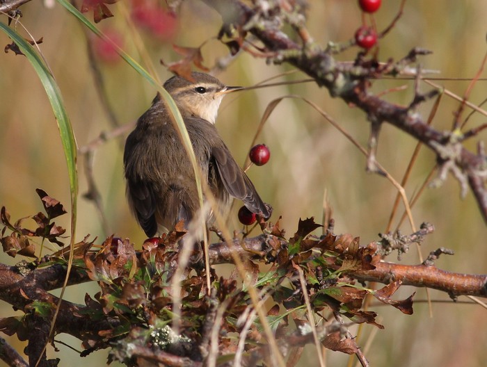 Dusky Warbler